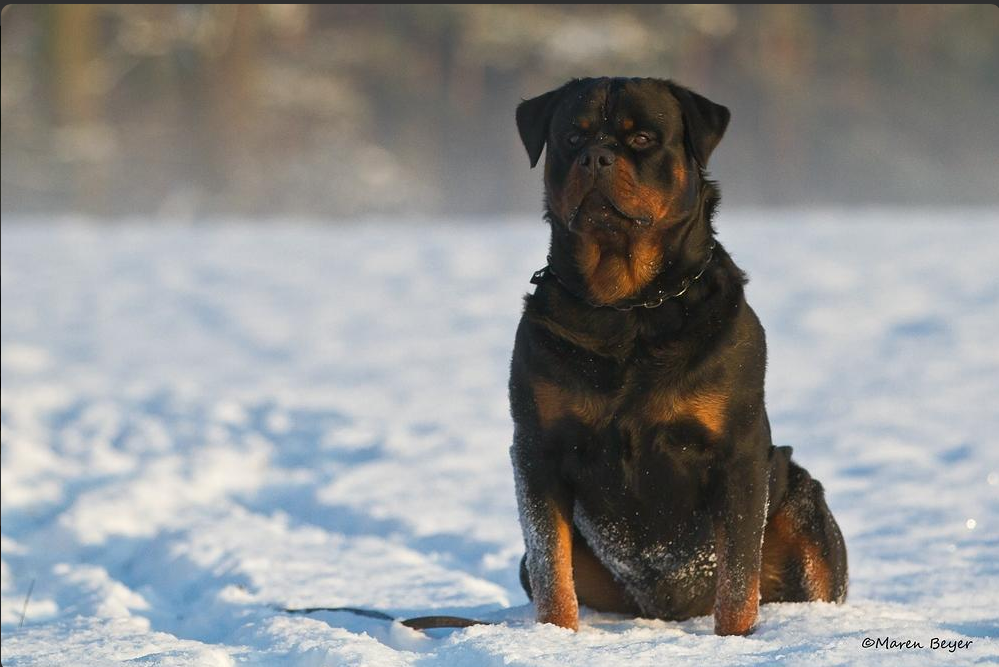 Lennox vom Weissen Schwan