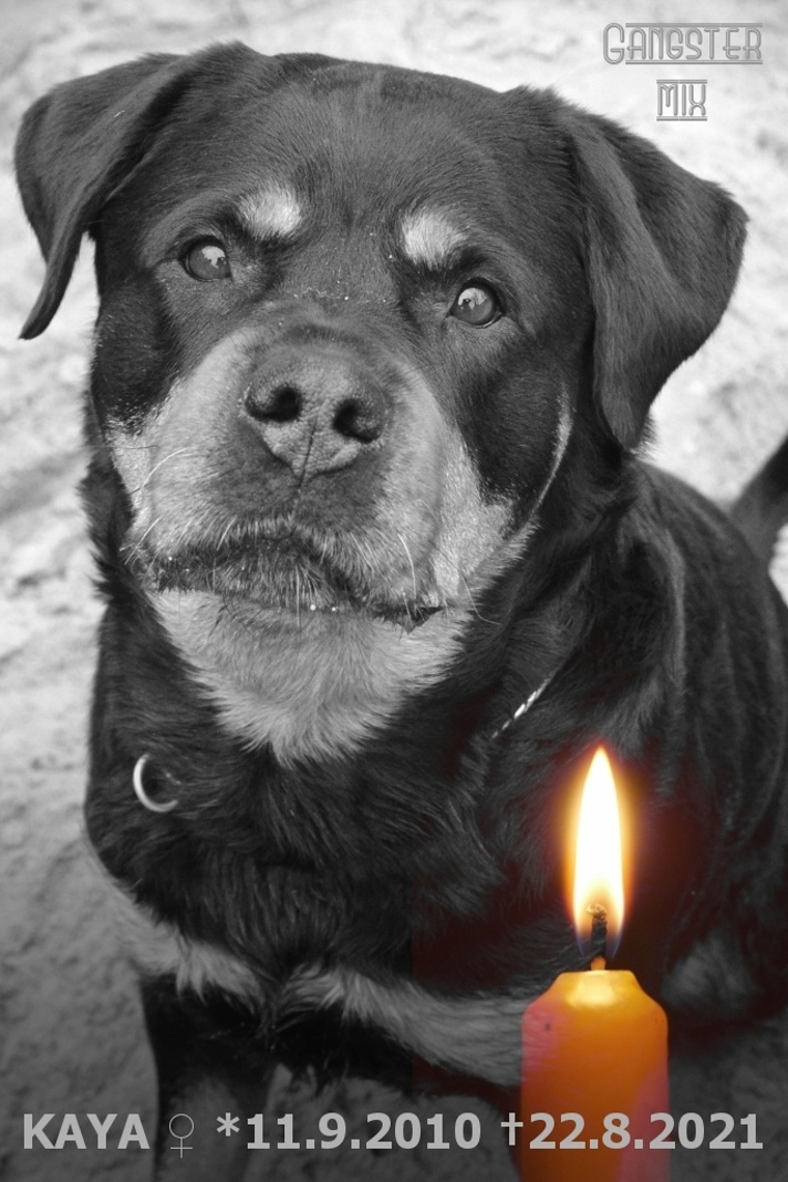 Gipsy Kaya Black Touch