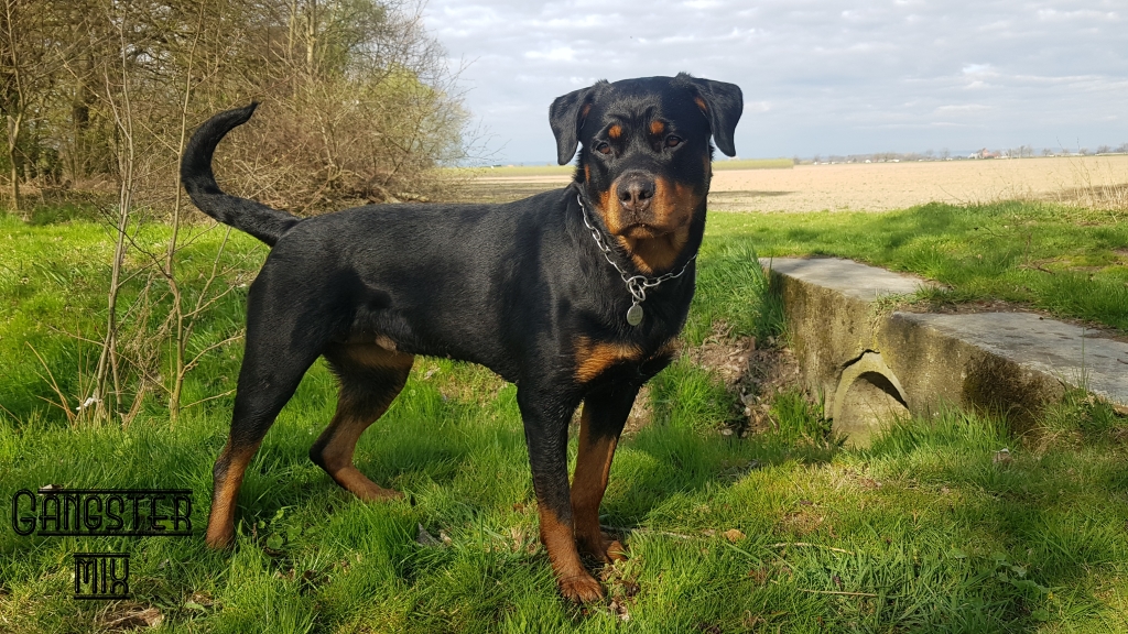 Daphne vom Schatz Bronn