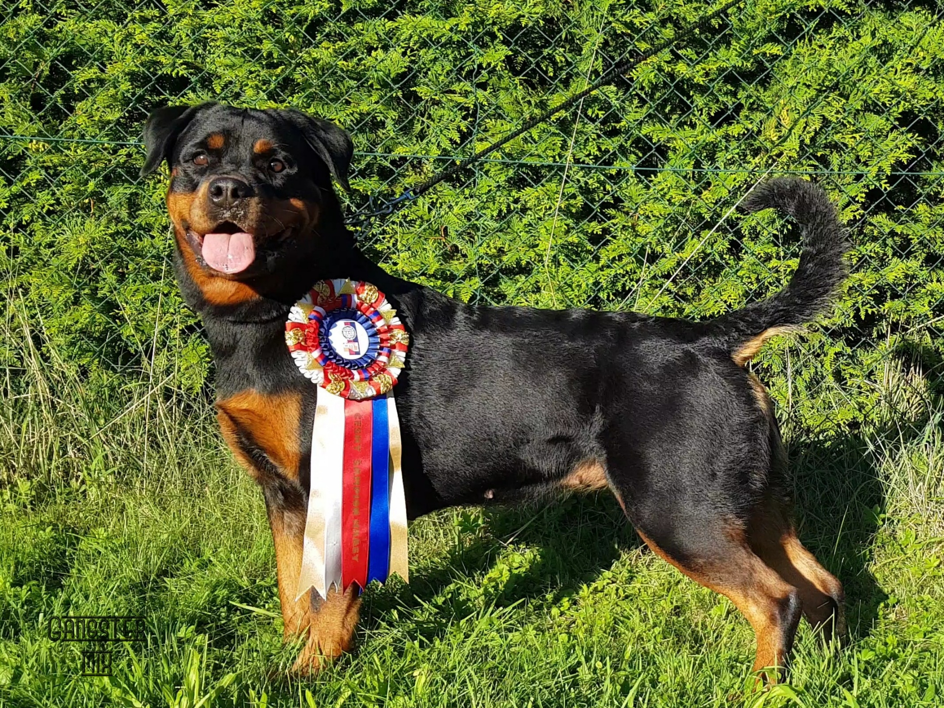 Corra vom Schatz Bronn